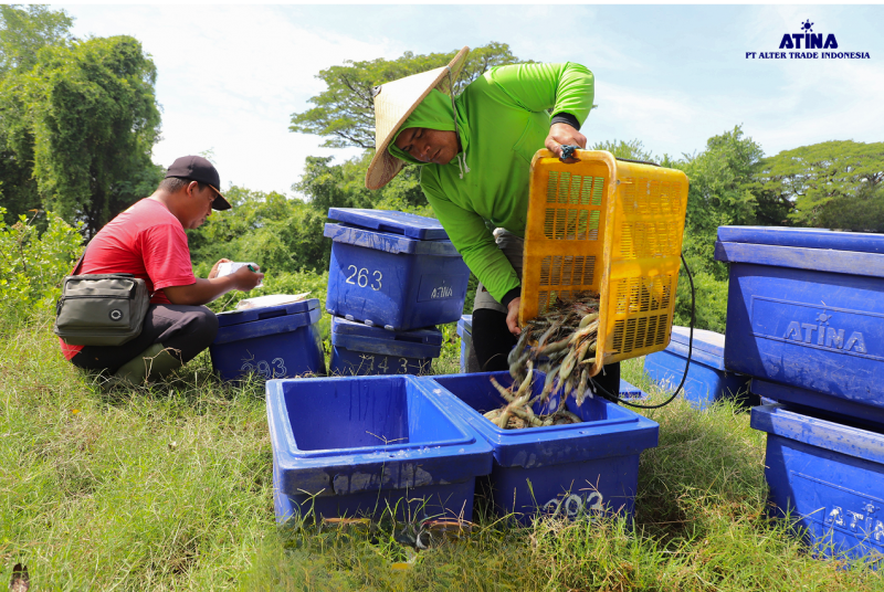 freshness, shrimp, iqf, ecoshrimp, small-scale farmer